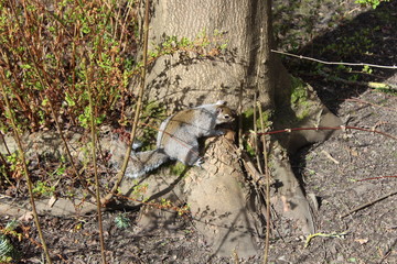 Dublin Botanical Gardens Squirrel Grey