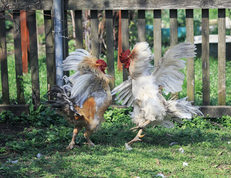 two brisk  rooster fight in the backyard farm funny wings and feathers