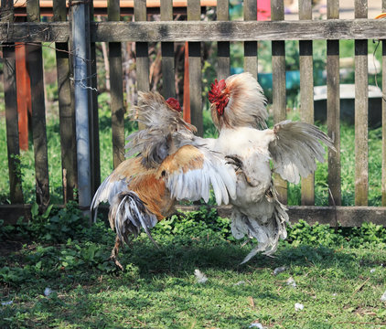 two  aggressive rooster fight in the backyard farm high soaring and straightened the feathers