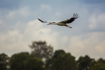 Storch über Landschaft