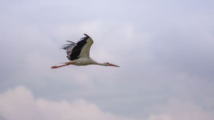 Storchenflug