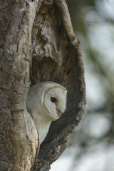 Barn owl_