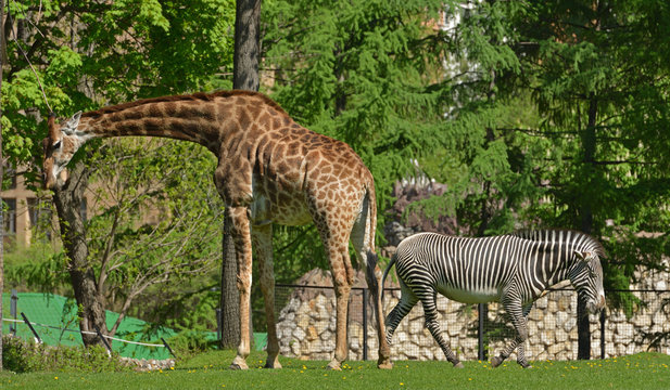 Giraffe (Giraffa camelopardalis) and Grevy's zebra (Equus grevyi)