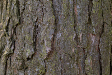 Bark of a tree in the forest with a nail hammered into it.