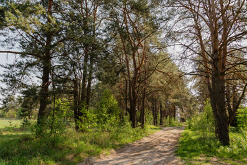 Fototapeta premium Forest against the blue sky, sunny weather