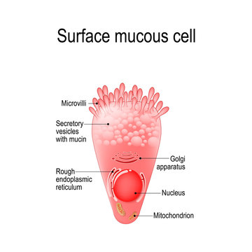 surface mucous cell