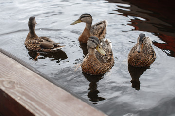 Ducks