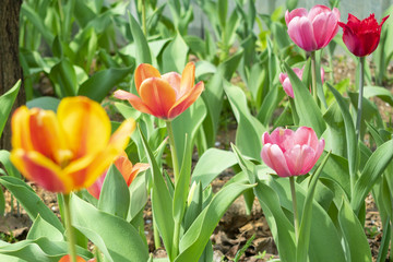 Flowering in the spring in a garden on a flower-bed multicolored tulips