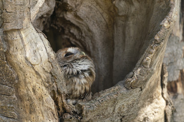 Tawny owl_