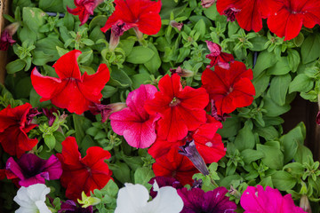 Petunia, background of flowers of petunia in large numbers