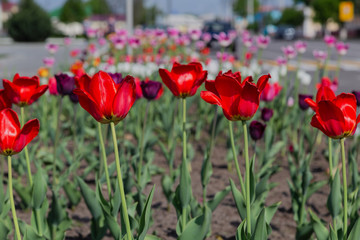 Tulips in wild nature in the fresh air