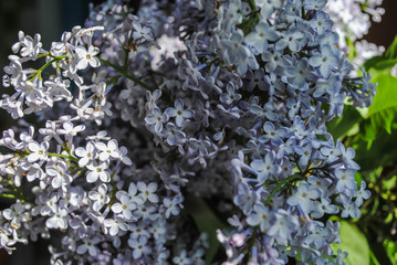 Lilac flowers