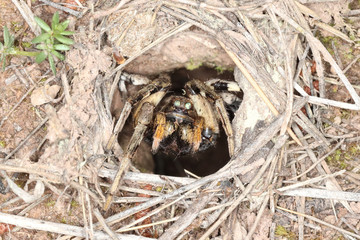 macro of a Spanish tarantula, biggest spanish spider lycosa hispanica.
