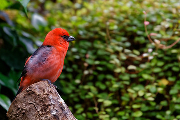 Cardinal rouge