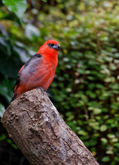 Cardinal rouge
