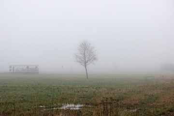 a lonely little tree and house in the fog in a vacant lot in the spring early in the morning.