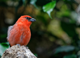 Cardinal rouge