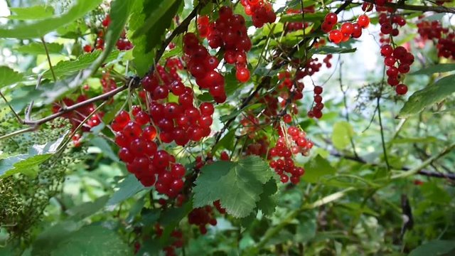 Red Ribes rubrum berries on the plant close-up HD footage - The redcurrant deciduous shrub fruit natural shallow video static camera