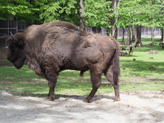 Focus on one strong european bison looks and stands alone on sandy ground in enclosure at city of Pszczyna in Poland © Jakub Korczyk