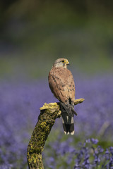 Common Kestrel_