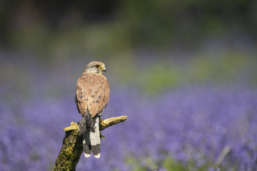 Common Kestrel_