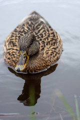 Eine Stockente als Nahaufnahme in einem Teich in Niedersachsen