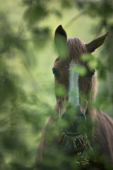 Cheval a la lisière de la forêt 
