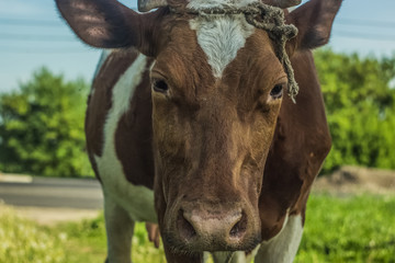 Soft focus cow close portrait