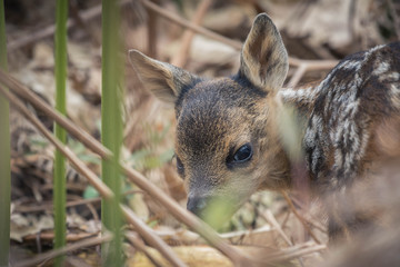 First day of life fawn