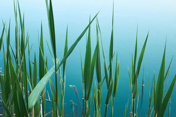 Obraz premium tropical organic background with green leaves of bulrush on blue water of lake