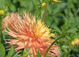 Dahlien, Dahlias
