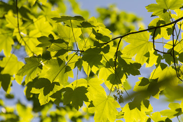 Laub im Gegenlicht im Frühling