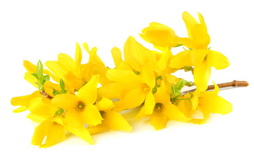 Obraz premium Forsythia Oleaceae flowers blossoms isolated on white background