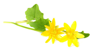 Forsythia Oleaceae flowers blossoms isolated on white background