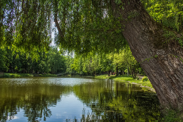 Fototapeta na wymiar city green park space in summer time near lake