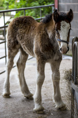 Fototapeta premium Shire Foal