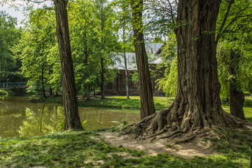 city green park space in summer time near lake