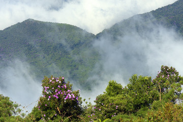 Low clouds covering the hill