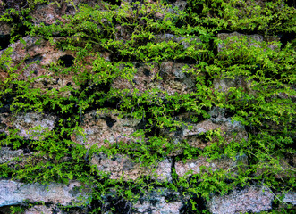 Old wall background with green plants. Mossy rustic stone wall closeup photo texture.