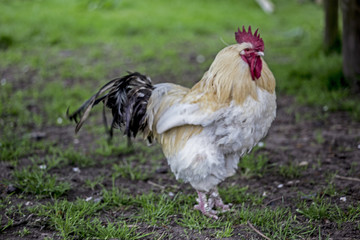Cockerel