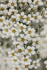 Huge amount of white flowers with a yellow center on the bush on a blurred background