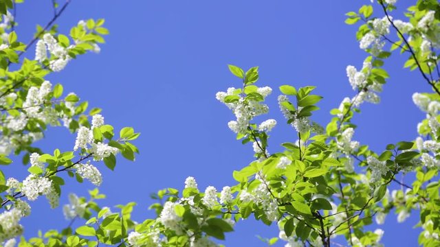 Beautiful fresh blooming branches of bird cherry tree isolated at bright blue sky background.
