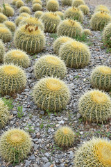 Cactus globulaire du Mexique en colonie