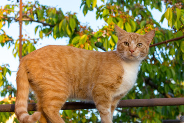 Red and white adorable cat looking at camera . Cute ginger kitty in garden. Young cat concept. Wild...