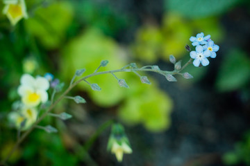 three blue flowers on a green blurred background