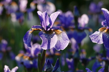 Purple iris
