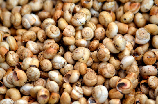 PalermItalian cuo Snails at Market 1