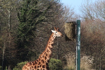 Dublin Zoo Giraffe