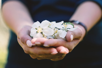 White cherry and apple blossoms in woman hand. Vintage soft blurry background