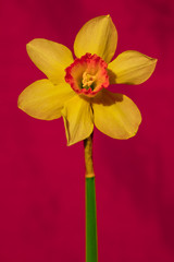 Fototapeta premium Yellow flower with green stem on a red background